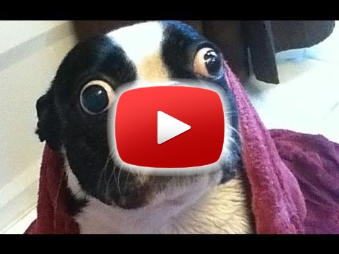 Vicces Kutya Videk. sszelltsa [HD] - YouTube