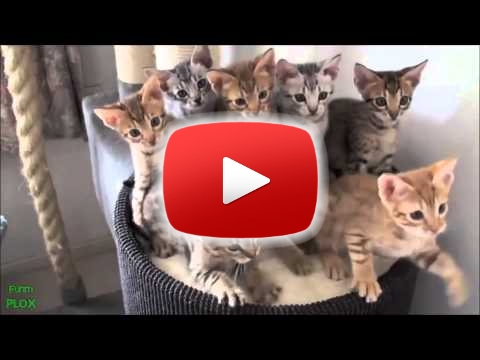 Legviccesebb llat videk gy?jtemnye! 2014 HD - YouTube