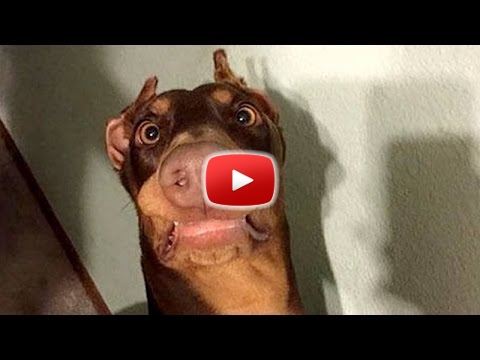 Vicces kutya videk